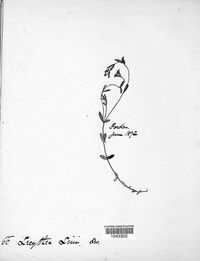 Lecythea lini image